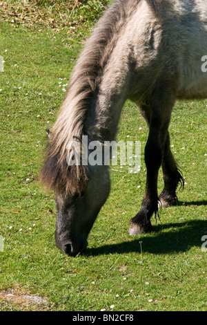 Dartmoor pony pascolano sulla molla nuova erba Foto Stock