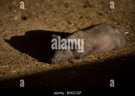 Un bambino spagnolo suino iberico dorme in una penna di maiale in Prado del Rey, Sierra de Cadiz, la provincia di Cadiz Cadice, Andalusia, Spagna Foto Stock