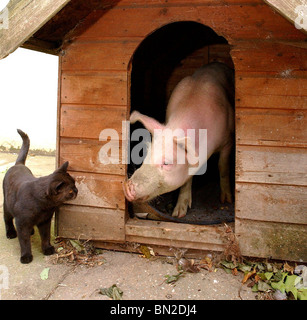 Susan un maiale soccorse chi pensa che è un cane un ' pog' .. o un 'dig' forse? Visto qui nel suo allevamento in Uckfield East Sussex. Foto Stock