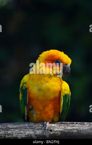 Un singolo Sun parrocchetto o Sun Conure (Aratinga solstitialis) appollaiato su un ramo Foto Stock