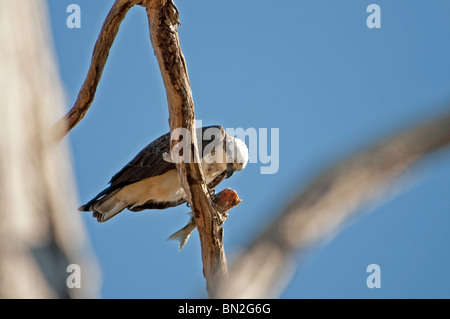 Nessun capo - il falco pescatore, Pandion haliaetus, sembra avere un sguardo indagatore presso il pesce senza testa. Foto Stock