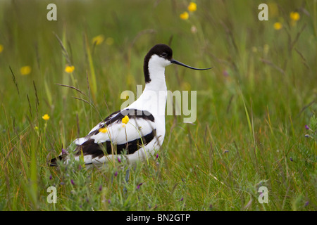 Avocet; Recurvirostra avosetta; in un prato Foto Stock