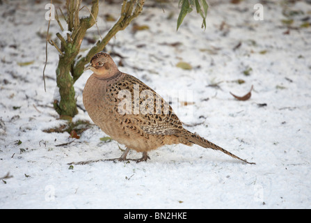 Phasianus colchicus gallina femmina fagiano nella neve Foto Stock