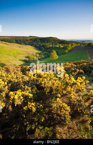 Gorse bush in tarda serata con luce di aprire la brughiera a Osmotherley North Yorkshire. Foto Stock