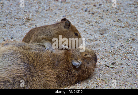 Giovani capibara (Hydrochoerus hydrochaeris) giocando con sua madre a pelo Foto Stock