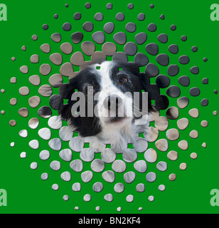 Il mio cane, cane da caccia che mi ha accompagnato per più di 16 anni. Omaggio per il suo amore e la sua fedeltà. Grazie Peque. Foto Stock