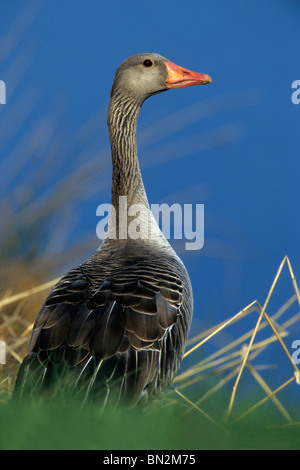 Graylag Goose (Anser anser), uccello sul lago shore bank, Hessen, Germania Foto Stock