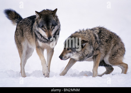 Lupo europeo, Canis lupus, due nella neve, uno che mostra il comportamento sottomesso Foto Stock