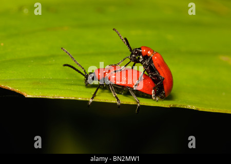 Scarlet Lily Beetle, Lilioceris lilli, coppia coniugata sulla lamina Foto Stock