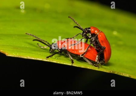 Scarlet Lily Beetle, Lilioceris lilli, coppia coniugata sulla lamina Foto Stock