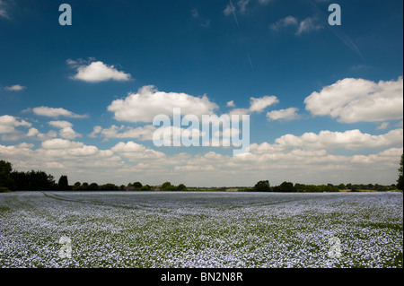 Linum usitatissimum. Semi di lino fioritura di raccolto in un campo nella campagna inglese Foto Stock