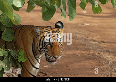 Tiger si nasconde sotto le foglie verdi. La foto è stata scattata in Ranthambhore National Park, India Foto Stock