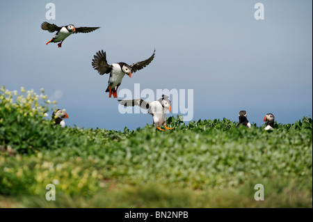 Atlantic Puffin (Fratercula arctica) sequenza di atterraggio, i puffini sulla colonia su farne interna nel farne isole in Northumberland Foto Stock