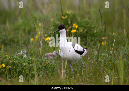 Avocet; Recurvirostra avosetta; per adulti e pulcini Foto Stock