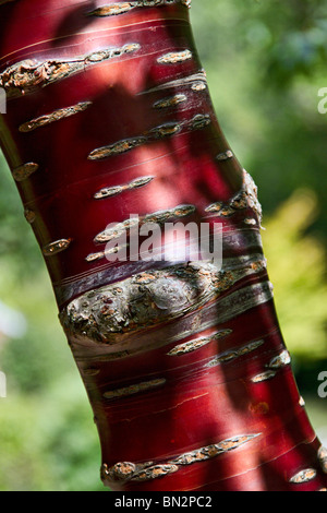 Profondo rosso brillante corteccia del popolo tibetano ciliegio (Prunus serrula) tree in primavera nel Sussex, Regno Unito Foto Stock