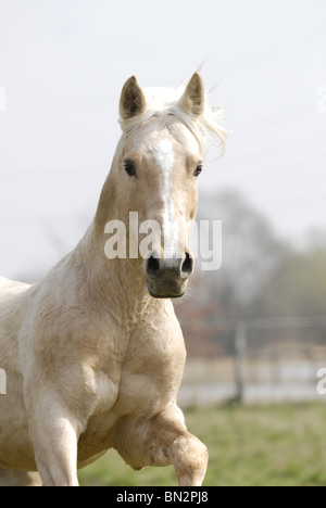 Stallion PRE Foto Stock