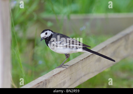 Un singolo adulto Pied Wagtail (Motacilla alba) appollaiate su una staccionata in legno, Sussex, England, Regno Unito Foto Stock