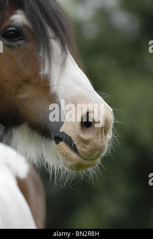 Irish Tinker ritratto Foto Stock