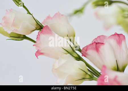 Rosa e Bianco Lisianthus fiori (Eustoma Grandiflorum) in fiore. Foto Stock