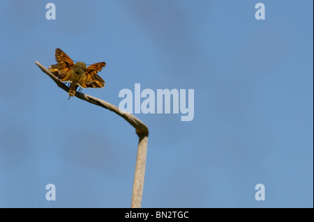 Grande Skipper Butterfly Foto Stock