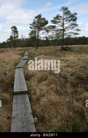 Il Boardwalk oltre Mossland, prese in The Rusland Valley, Cumbria, Regno Unito Foto Stock