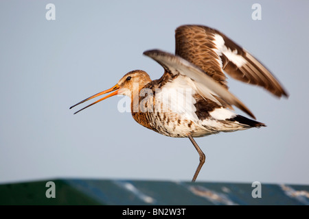 Nero Tailed Godwit; Limosa limosa, chiamando Foto Stock