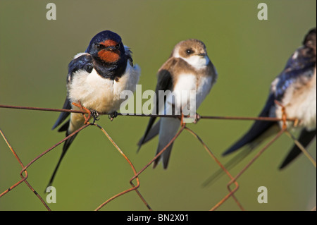 Barn swallow (Hirundo rustica), alcuni uccelli seduto accanto a ogni altro su un filo di maglia recinzione, Grecia, Lesbo, Kalloni Saline Foto Stock