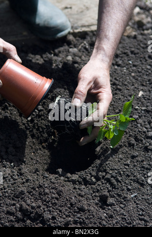 Piantando giovani patata dolce (Ipomoea batatas) piante su un riparto. Il South Yorkshire, Inghilterra. Foto Stock