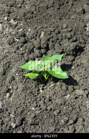 Appena piantato giovani patata dolce (Ipomoea batatas) piante. Il South Yorkshire, Inghilterra. Foto Stock