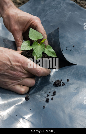 Piantando giovani patata dolce (Ipomoea batatas) piante attraverso in plastica nera su un riparto. Il South Yorkshire, Inghilterra. Foto Stock