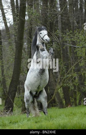 Allevamento di cavalli andalusi Foto Stock