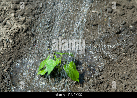 Irrigazione nelle piantate giovani patata dolce (Ipomoea batatas) piante. Il South Yorkshire, Inghilterra. Foto Stock