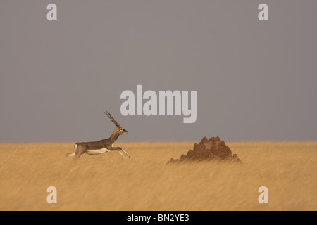 Blackbuck e formicaio nella prateria Foto Stock