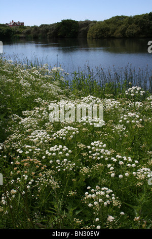 La cicuta acqua Dropwort crescente accanto a Sands Lago, Ainsdale, Sefton Coast. Merseyside Foto Stock