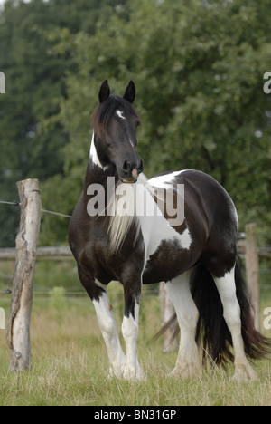 Irlandese Tinker Foto Stock