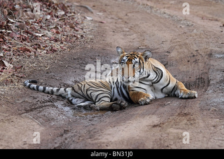 Tiger seduta in una piccola piscina di acqua nel mezzo della strada forestale in Ranthambhore National Park, India Foto Stock