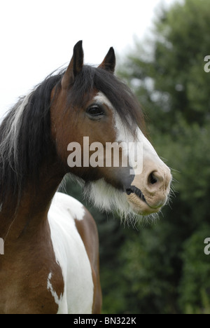 Irish Tinker ritratto Foto Stock