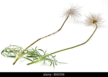 Pulsatilla vulgaris teste di seme e steli di fiori Foto Stock