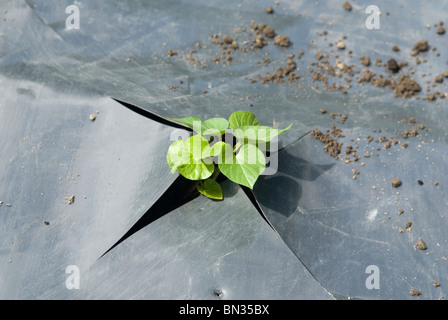 Piantando giovani patata dolce (Ipomoea batatas) piante attraverso in plastica nera su un riparto. Il South Yorkshire, Inghilterra. Foto Stock