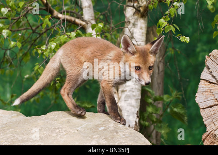 Un giovane cucciolo di volpe Foto Stock