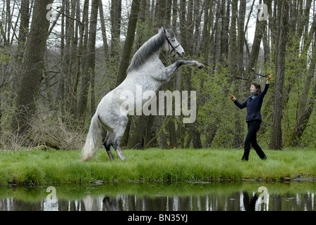 Allevamento di cavalli andalusi Foto Stock