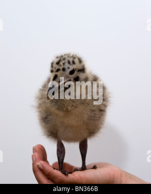 Larus occidentalis baby seagull in piedi in un womans mani Foto Stock