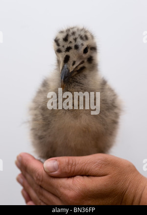 Larus occidentalis baby seagull in piedi in un womans mani Foto Stock