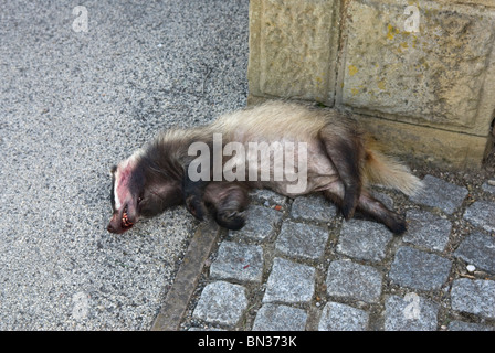 Un morto (Badger Meles meles) giacenti dal lato di una strada in Sheffield South Yorkshire, Inghilterra. Foto Stock