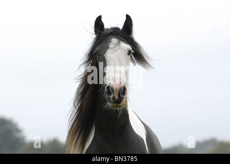 Irish Tinker ritratto Foto Stock