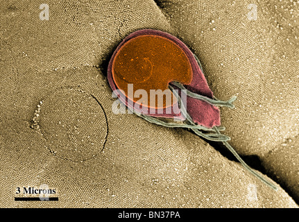 SEM della superficie ventrale di Giardia trophozoite Foto Stock