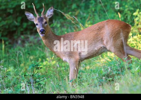 Il Roe Deer Buck (Capreolus capreolus). Il Dorset, Inghilterra. Foto Stock