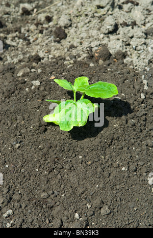 Piantate piccolo orso pianta di zucca (Cucurbita) su un cumulo di terra. Il South Yorkshire, Inghilterra. Foto Stock