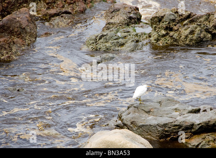 Cibo grasso - Reportage, la fuoriuscita di olio dalla petroliera possono influenzare molte specie di fauna e di flora selvatiche per un lungo periodo di tempo. Foto Stock