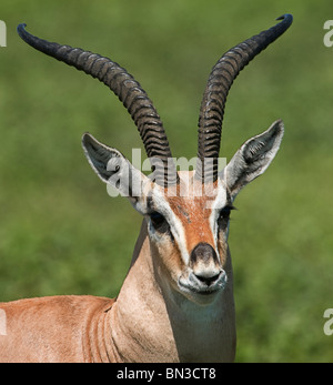 Grant's gazelle, fotografata nel Parco Nazionale del Serengeti, Tanzania Africa Foto Stock
